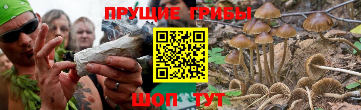 Галлюциногенные грибы Psilocybe Арсеньев